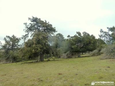 Acebos y Enebral de Prádena; madrid sierra pueblos sierraamantes de la naturaleza